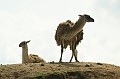 Dierenpark Emmen 2010